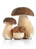 Pilze